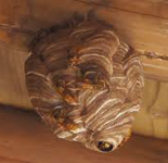 スズメバチの巣画像 by 便利屋 よろず屋